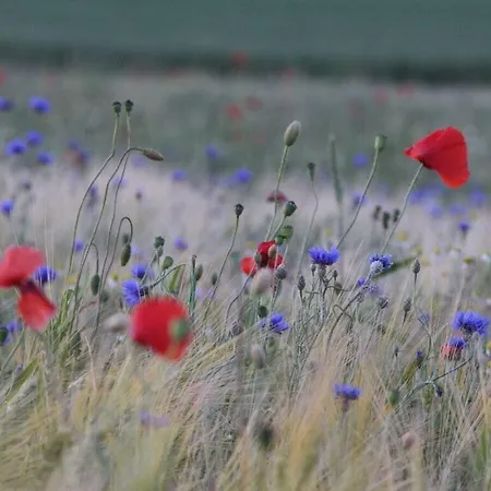 펜션 Margarete Comfortable